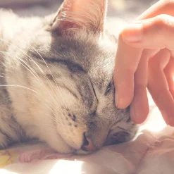 PetMaker Pet Pal Cave Cat Pet Bed With Removable Cushion Pad -PetPals Group shop 4829994 ALT5