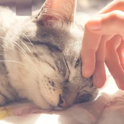 PetMaker Pet Pal Cave Cat Pet Bed With Removable Cushion Pad -PetPals Group shop 4829995 ALT5