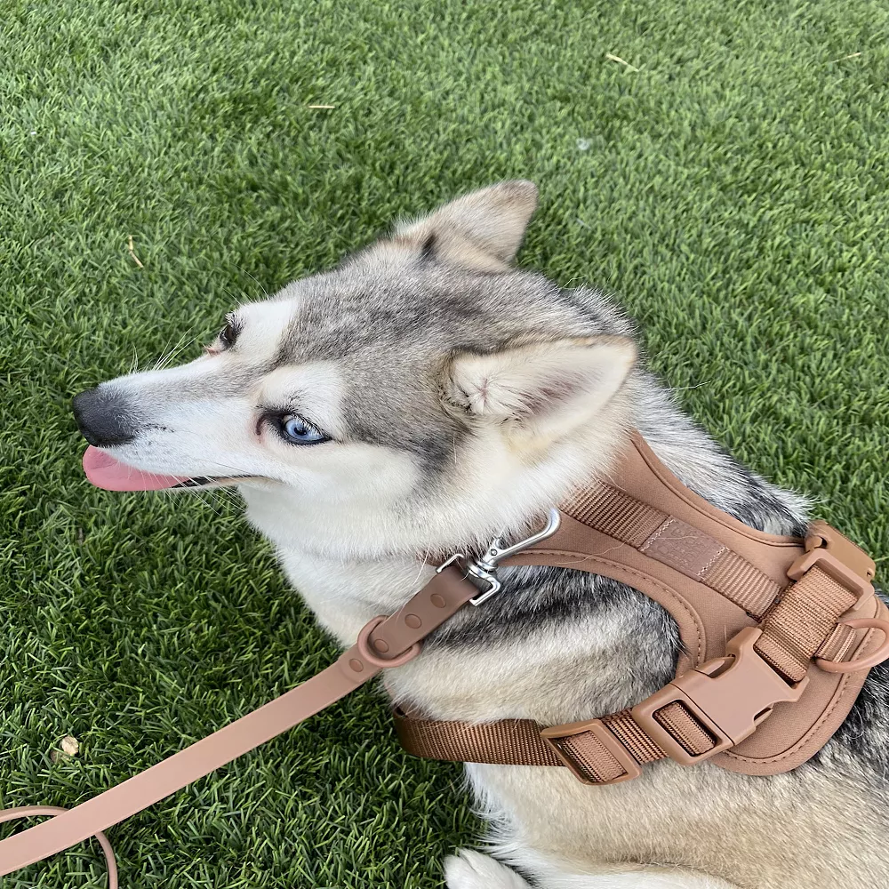 Come Here Buddy Everyday Brown Dog Harness 4 Come Here Buddy Everyday Brown Dog Harness - Image 2