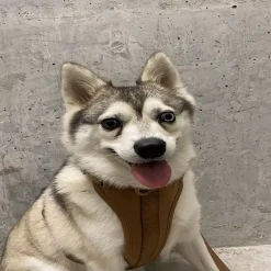 Come Here Buddy Everyday Brown Dog Harness 7 Come Here Buddy Everyday Brown Dog Harness -PetPals Group shop 6132148 ALT2