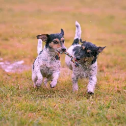 Popfun 7 Pcs Cute Chew Toy Set For Pets -PetPals Group shop 6141993 ALT2