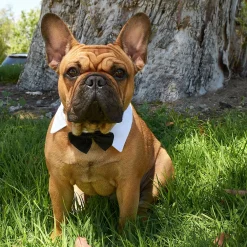 Juvale Formal Tuxedo Pet Bow Tie For Small To Medium Sized Dogs, Cats (15 In Girth) -PetPals Group shop 6148592 ALT