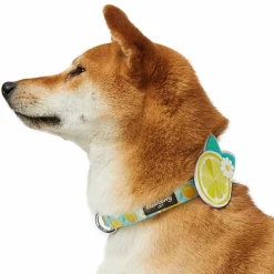 Blueberry Pet Zesty Fruit Dog Collar -PetPals Group shop 6173317 ALT2