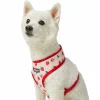 Blueberry Pet Zesty Fruit Dog Harness Vest -PetPals Group shop 6173372 Harvesting Strawberry