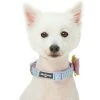 Blueberry Pet Dog Velvety Polka Dot Attached Flower Collar -PetPals Group shop 6174088
